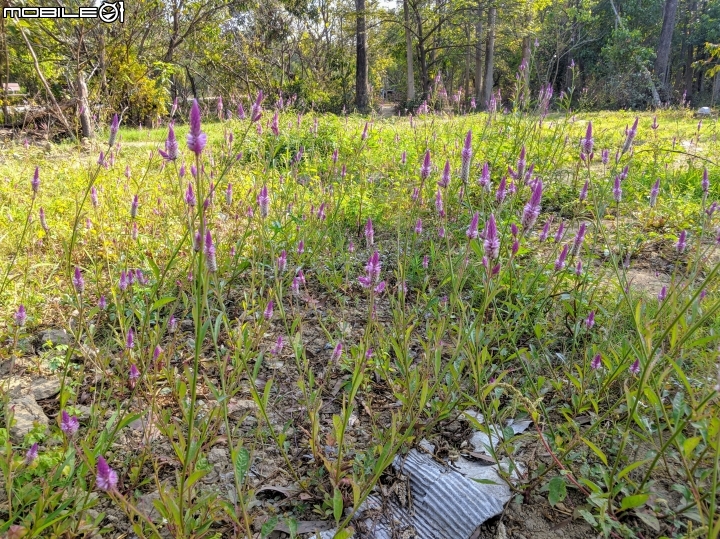 落羽松+血桐+輪傘莎草 台南市東區巴克禮公園 01/06