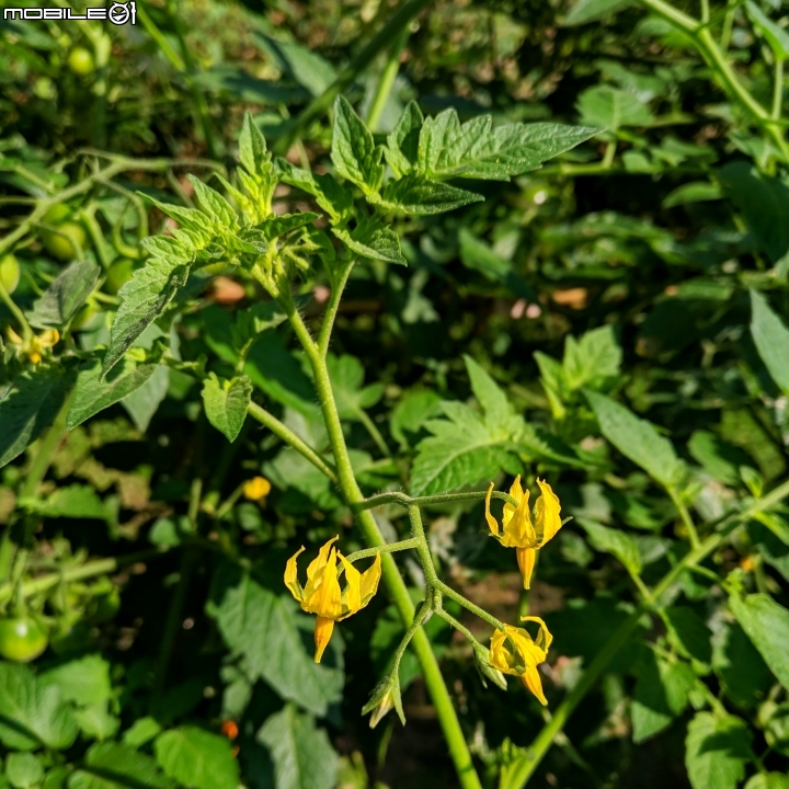 紫藤花隧道(仿真花) 台南市新化區大坑農場 01/17