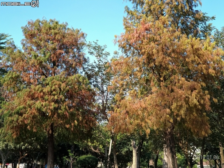 落羽松+血桐+輪傘莎草 台南市東區巴克禮公園 01/06
