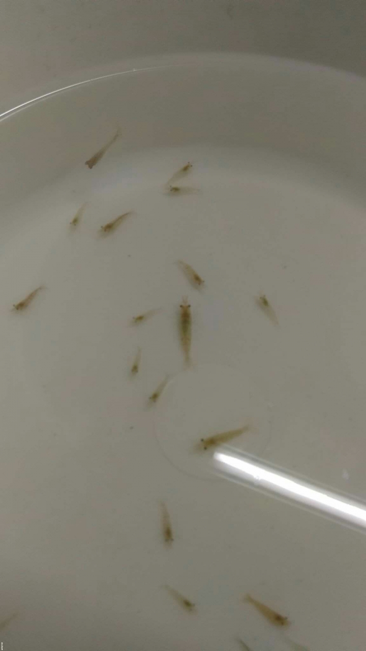 詢問蝦子種類