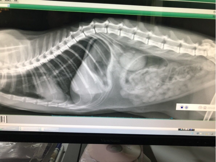貓咪 嘔吐 不進食 不大便 非常虛弱