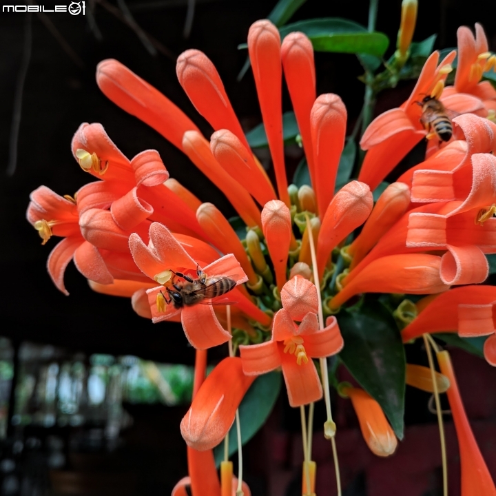 炮仗花+煙火花 台南市後壁區7-11 01/19