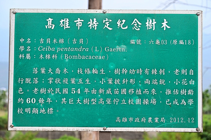 全國最美校樹：新威國小巨大美麗60多歲的吉貝木棉