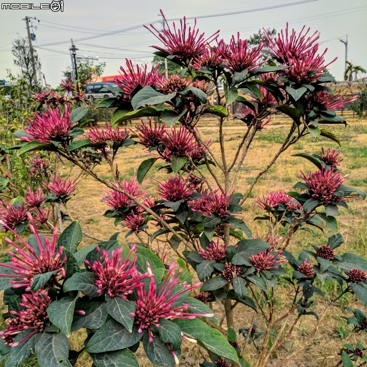 炮仗花+煙火花 台南市後壁區7-11 01/19
