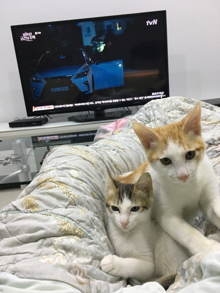 關於貓撥沙的問題