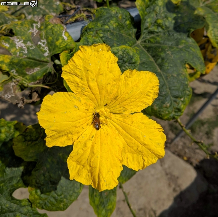 油菜花 台南市白河區縣道172 01/05