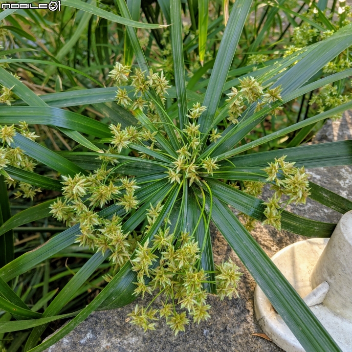 落羽松+血桐+輪傘莎草 台南市東區巴克禮公園 01/06