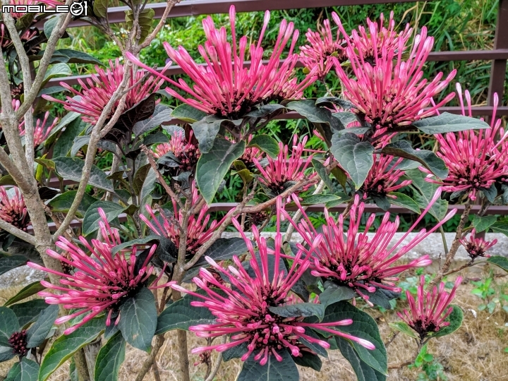炮仗花+煙火花 台南市後壁區7-11 01/19