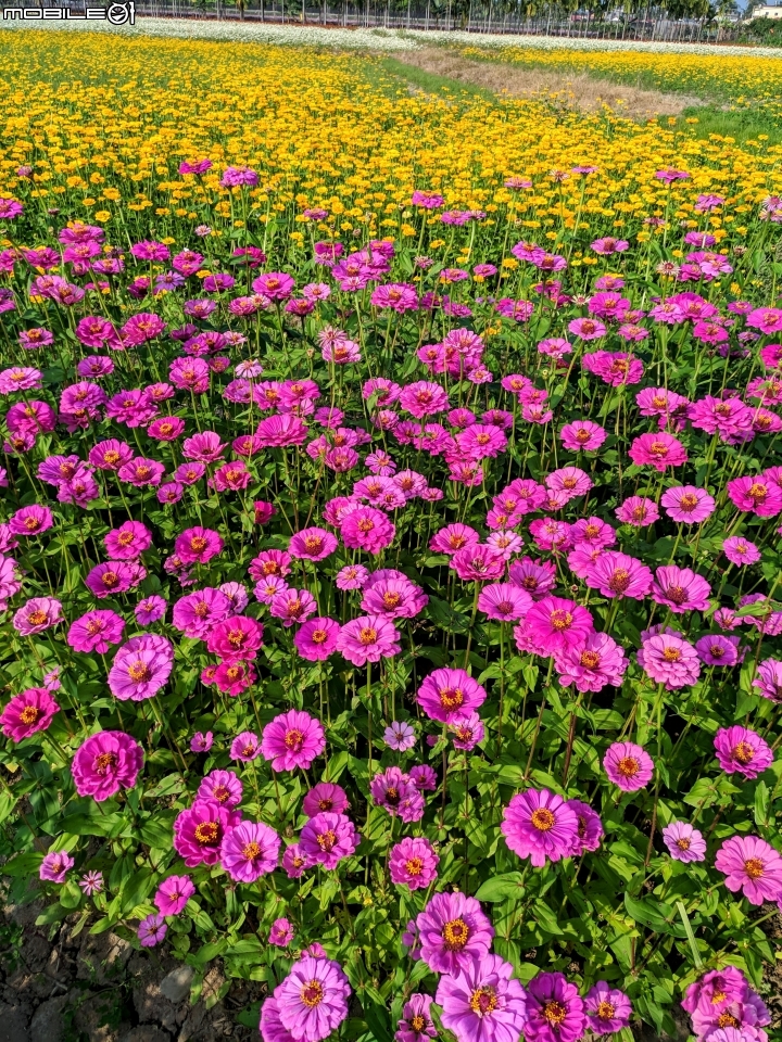 杉林花海 高雄市杉林區縣道181 01/18