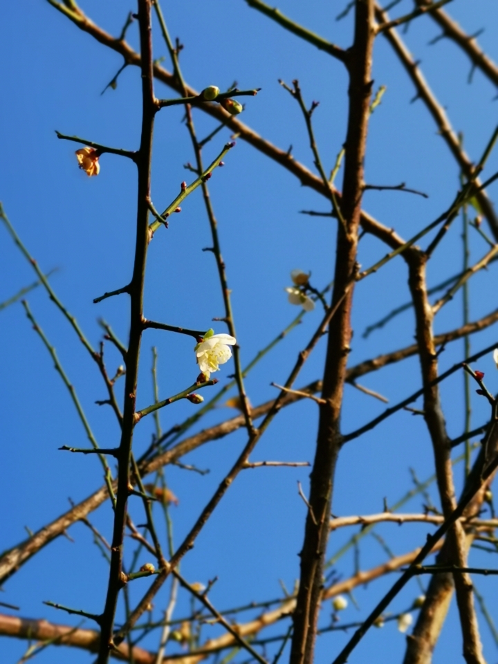 (更新) Mate 20 Pro 美照圖集 (Leica 3 鏡完全應用解析)