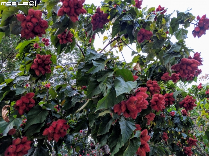 胭脂樹 嘉義市東區埤子頭植物園 01/12