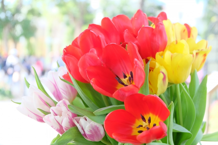 台中花博 后里森林園區