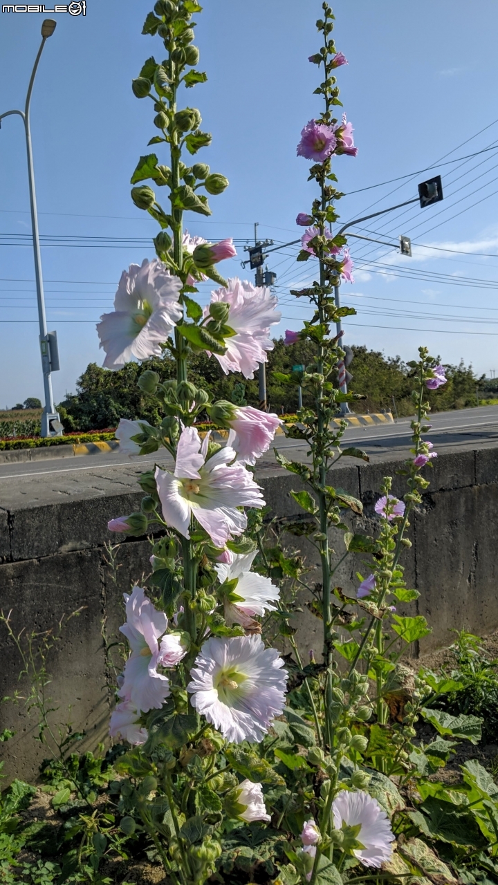 大波斯菊+百日菊 台南市鹽水區 01/13