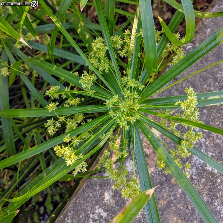 落羽松+血桐+輪傘莎草 台南市東區巴克禮公園 01/06