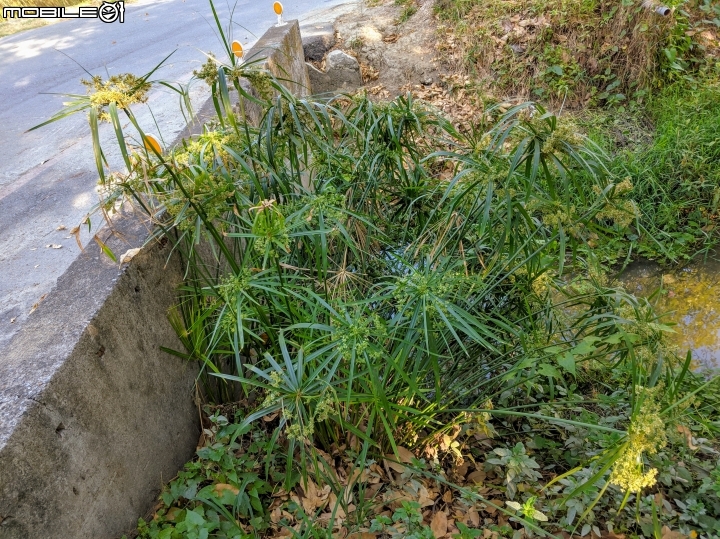 落羽松+血桐+輪傘莎草 台南市東區巴克禮公園 01/06