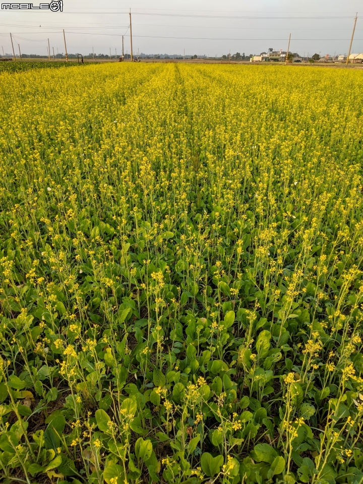 油菜花 台南市後壁區嘉民里 01/12