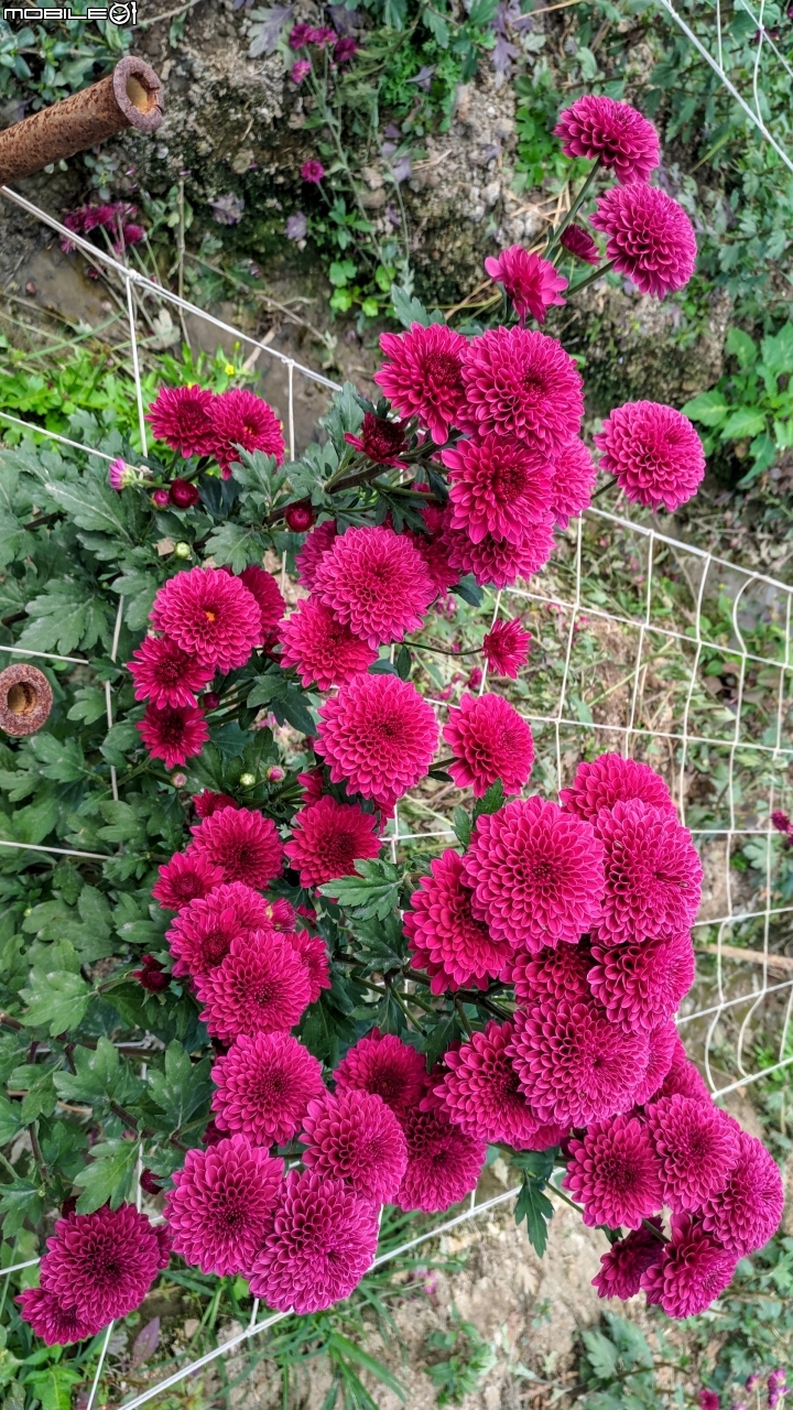 大理花田 嘉義市西區玉山路 01/27