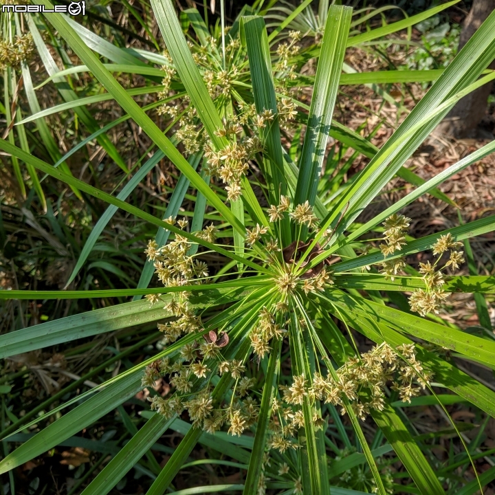 落羽松+血桐+輪傘莎草 台南市東區巴克禮公園 01/06