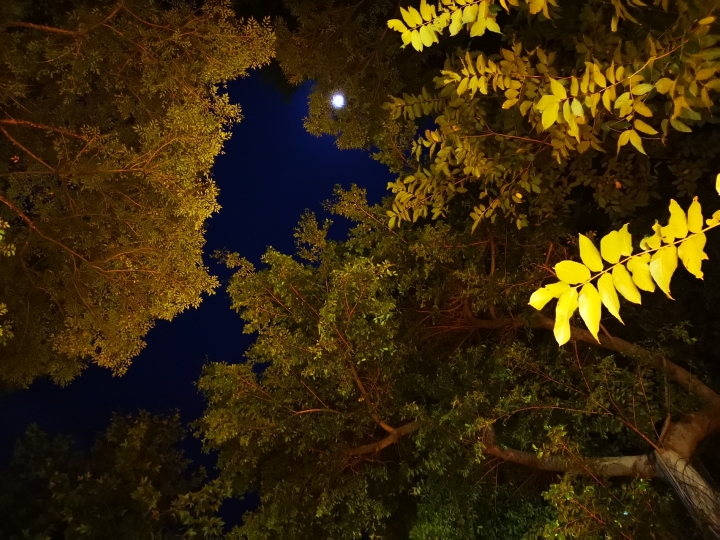 (更新) Mate 20 Pro 美照圖集 (Leica 3 鏡完全應用解析)