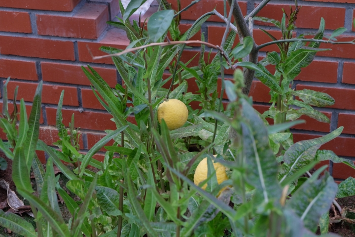 台中花博 后里森林園區