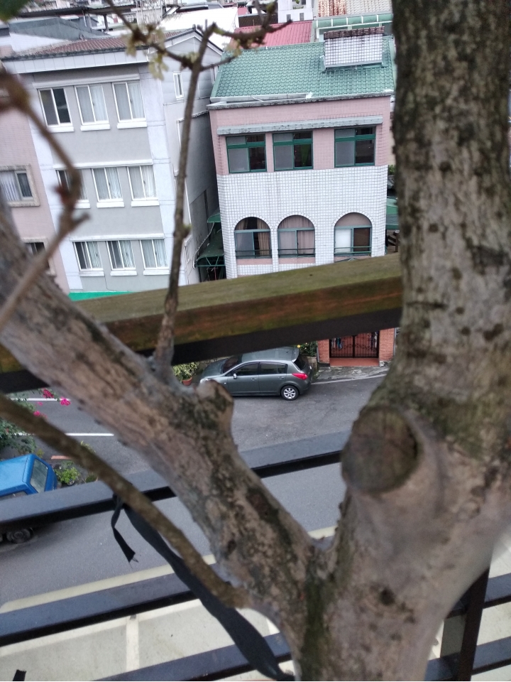 桂花樹怎麼了