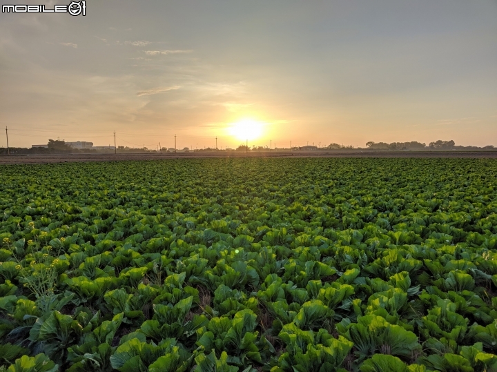 油菜花 台南市後壁區嘉民里 01/12
