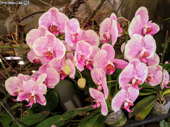 紫藤花隧道(仿真花) 台南市新化區大坑農場 01/17