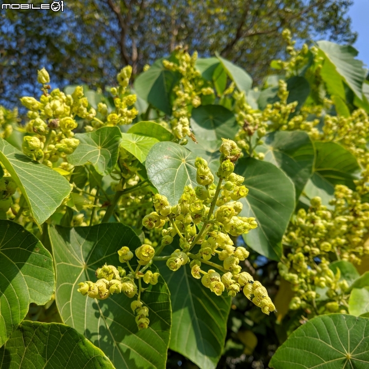 落羽松+血桐+輪傘莎草 台南市東區巴克禮公園 01/06