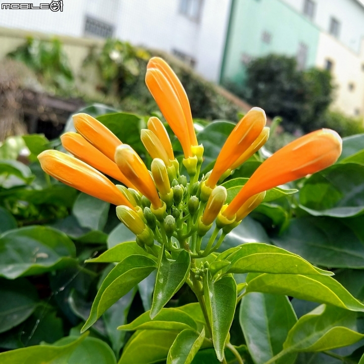 炮仗花+鳳梨 台南市山上區 01/01