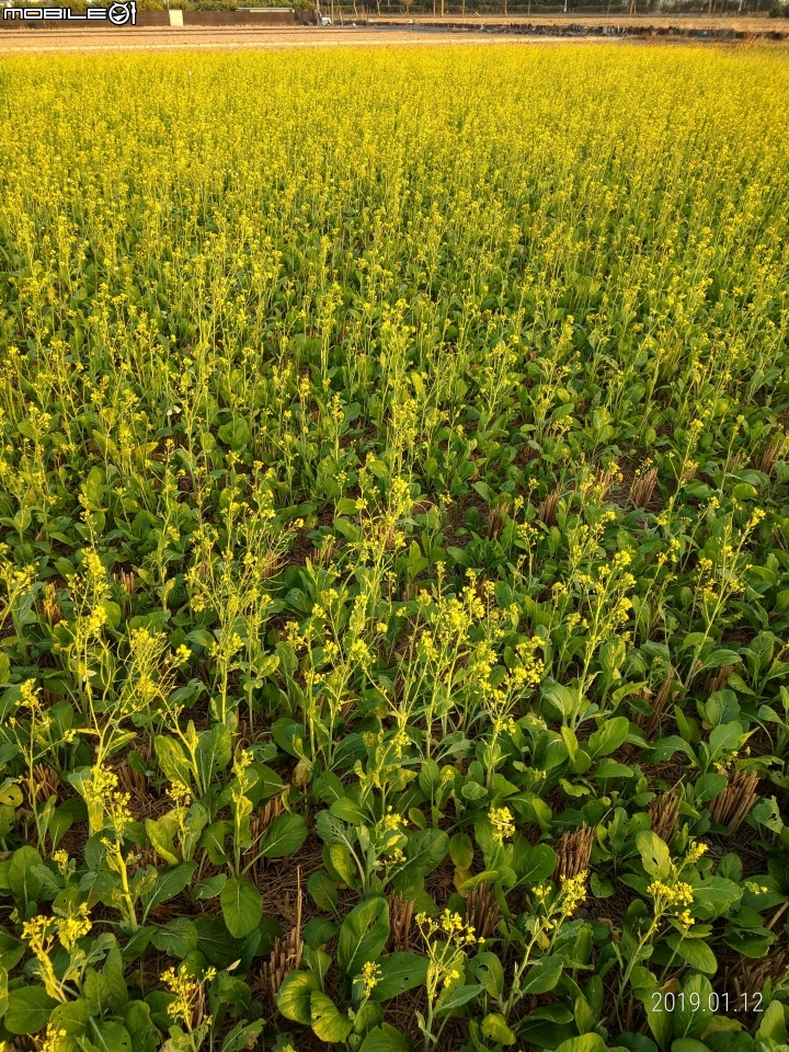 油菜花 台南市後壁區嘉民里 01/12