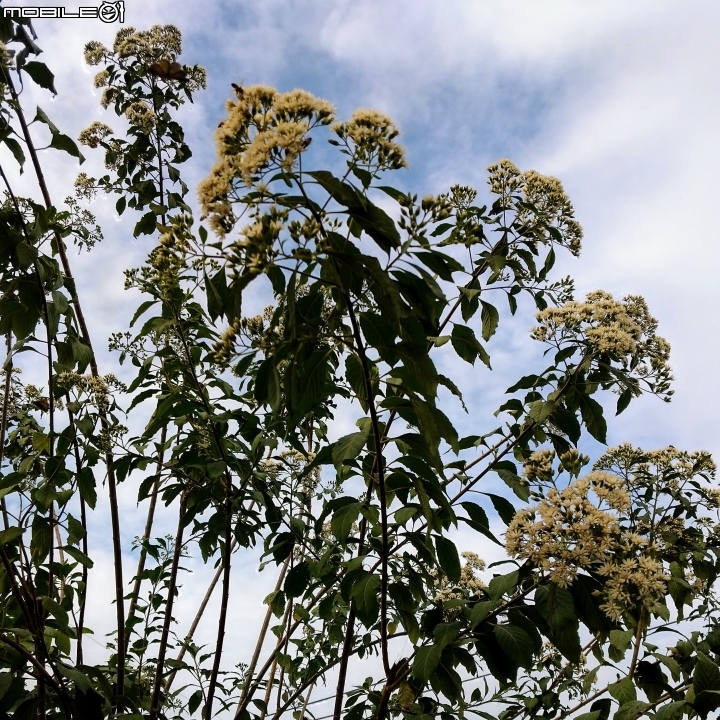 扁桃斑鳩菊 台南市新化區 01/01
