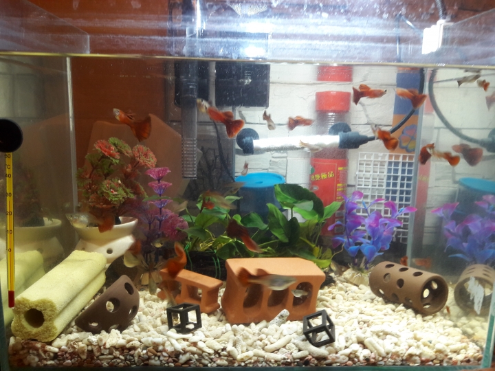 【分享】我的孔雀魚，這樣不知道可以嗎？