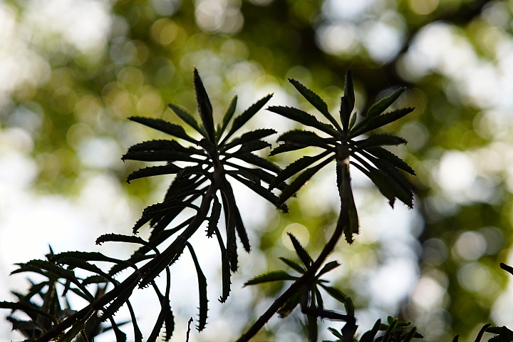 Samyang 85mm f/1.8 ED UMC CS 手動鏡評測｜輕巧與解像力兼備 同時支援 APS-C 與 M4/3 接環！