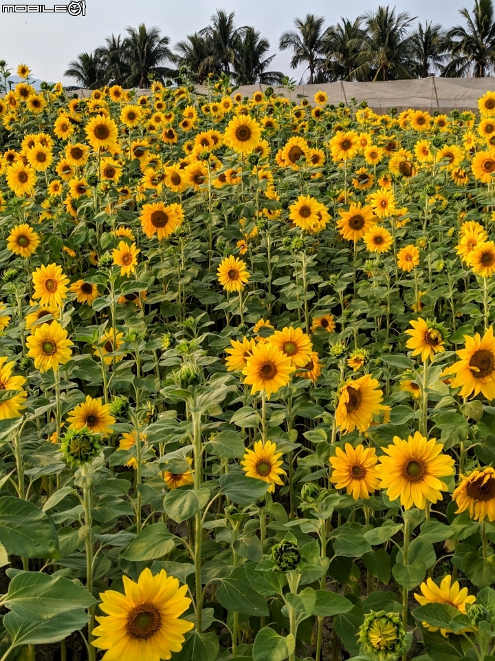 杉林花海 高雄市杉林區縣道181 01/18