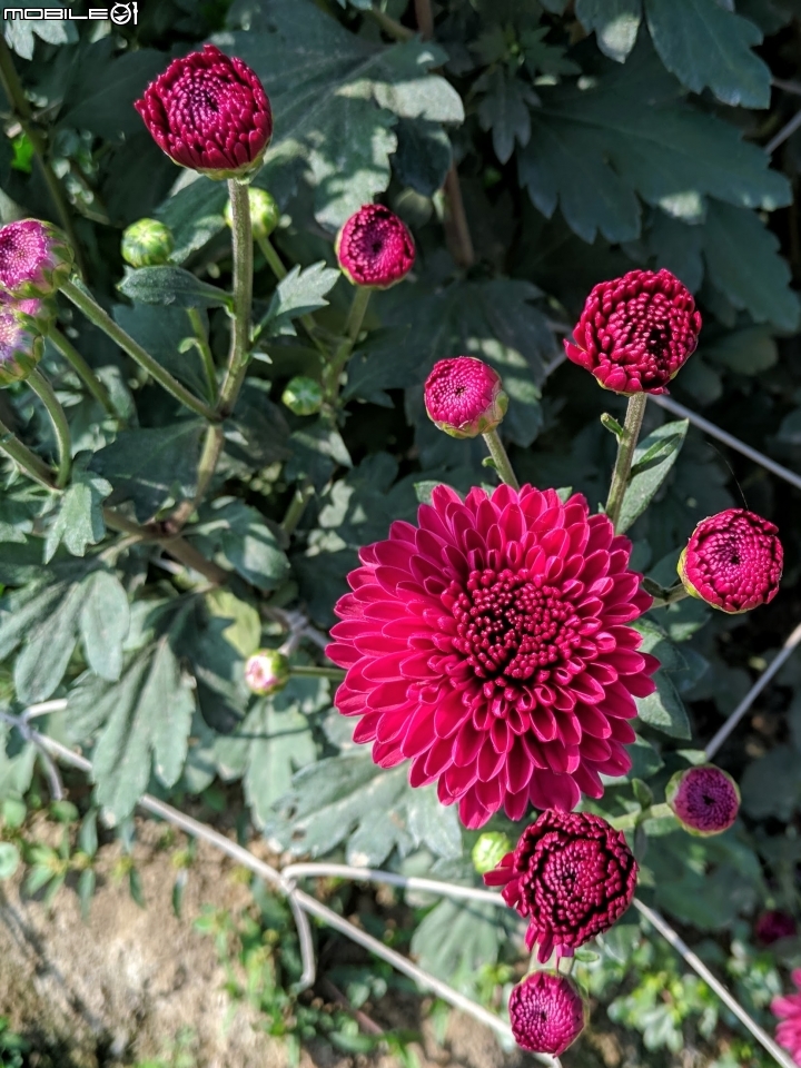 大理花田 嘉義市西區玉山路 01/12
