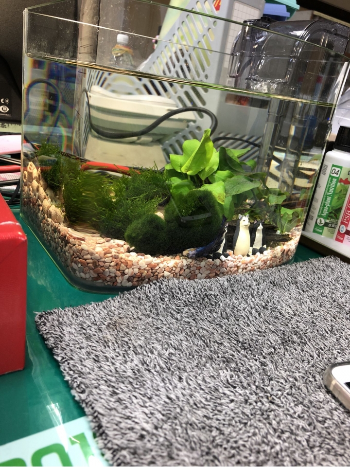 請問我的鬥魚怎麼了