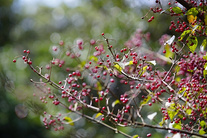 Samyang 85mm f/1.8 ED UMC CS 手動鏡評測｜輕巧與解像力兼備 同時支援 APS-C 與 M4/3 接環！