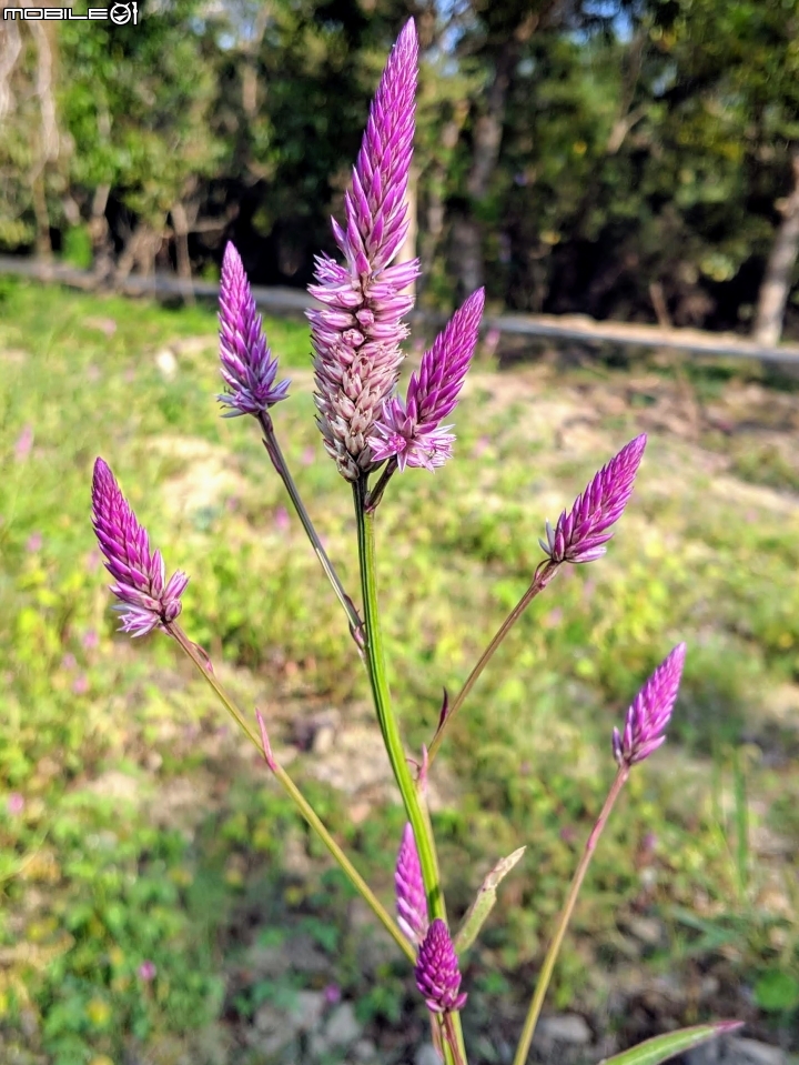 落羽松+血桐+輪傘莎草 台南市東區巴克禮公園 01/06