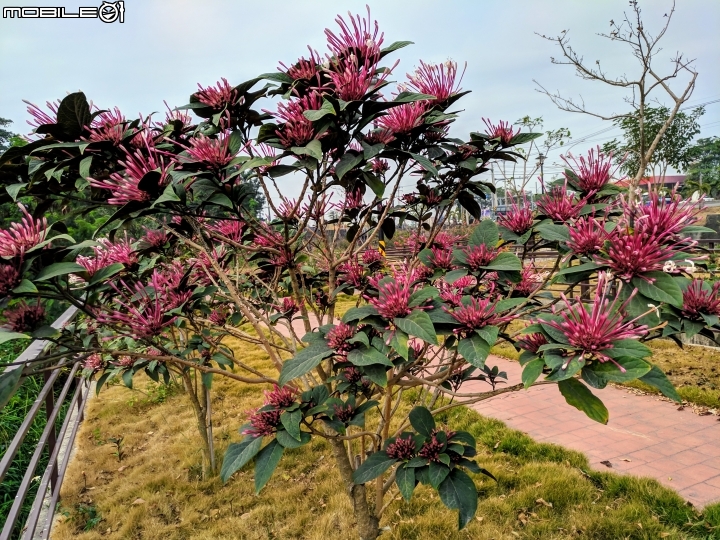 炮仗花+煙火花 台南市後壁區7-11 01/19