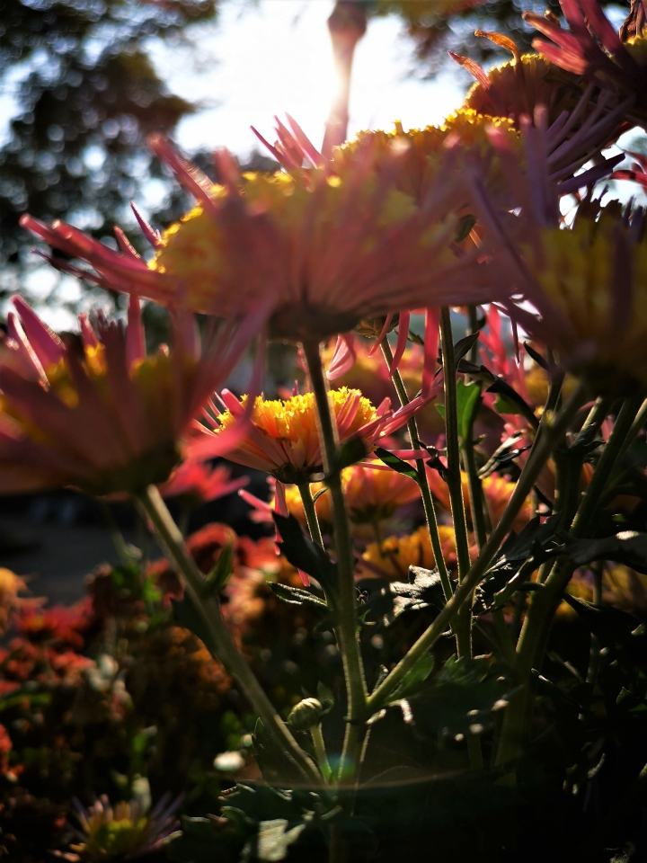(更新) Mate 20 Pro 美照圖集 (Leica 3 鏡完全應用解析)