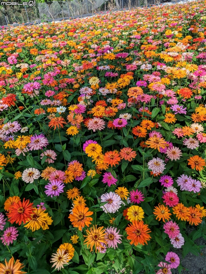 杉林花海 高雄市杉林區縣道181 01/18