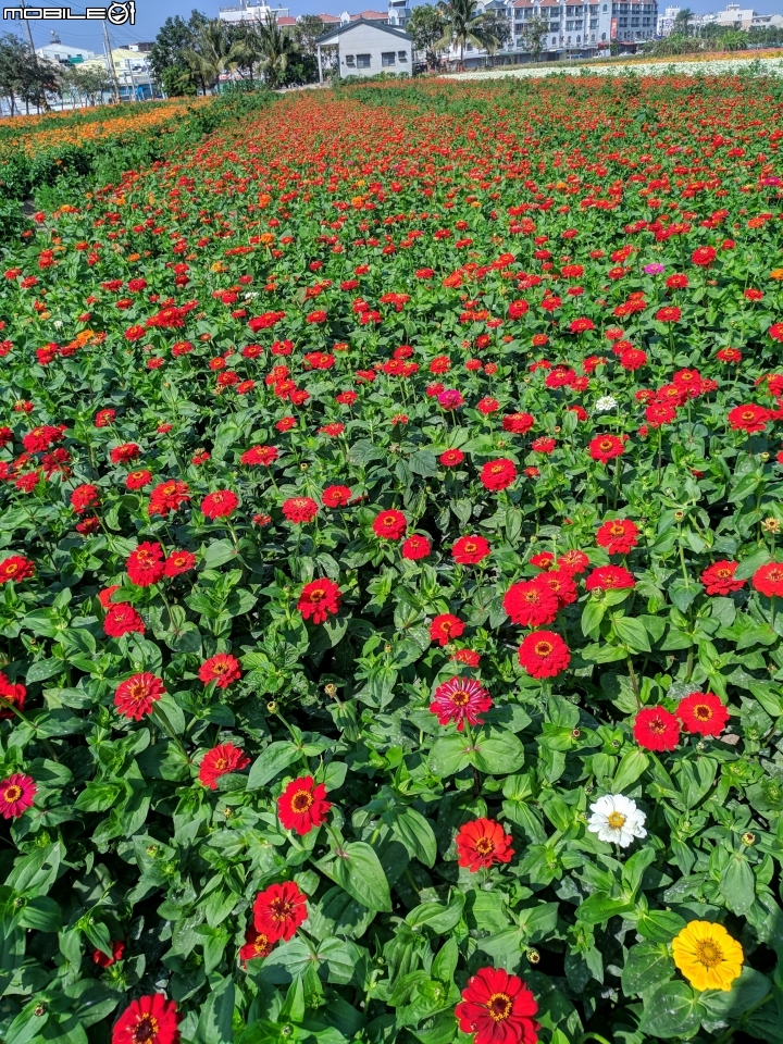 大波斯菊+百日菊 台南市鹽水區 01/13