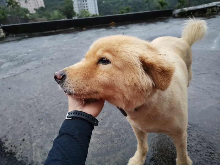 Huawei Mate 20 拍攝到點 優質影象 ~ 魔鬼藏在細節裡~