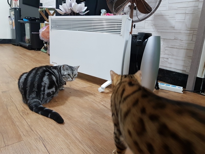 買電暖器送清淨機有那麼好康?