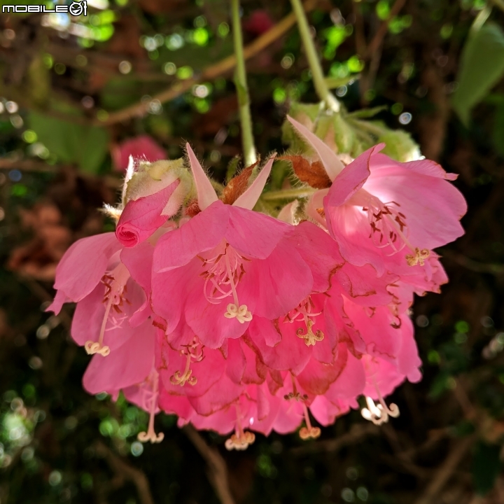 紫藤花隧道(仿真花) 台南市新化區大坑農場 01/17