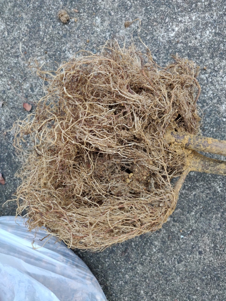 銀葉歡的根 (有圖)