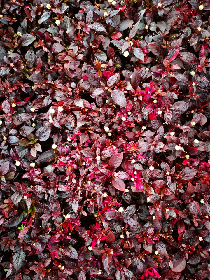 (更新) Mate 20 Pro 美照圖集 (Leica 3 鏡完全應用解析)