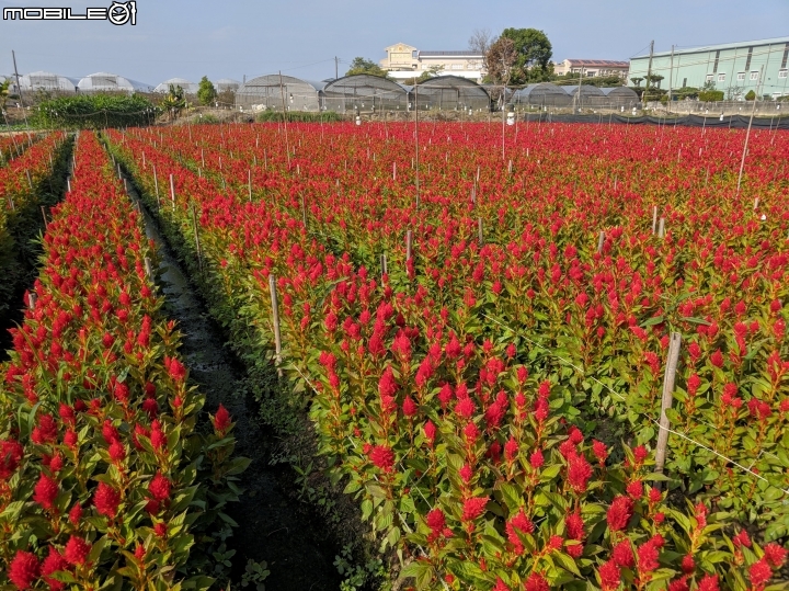 羽狀雞冠花 嘉義市西區玉山路 01/05