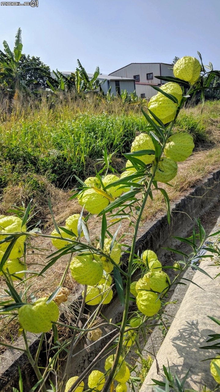 風船唐棉台南市白河區縣道165 01 05 Mobile01