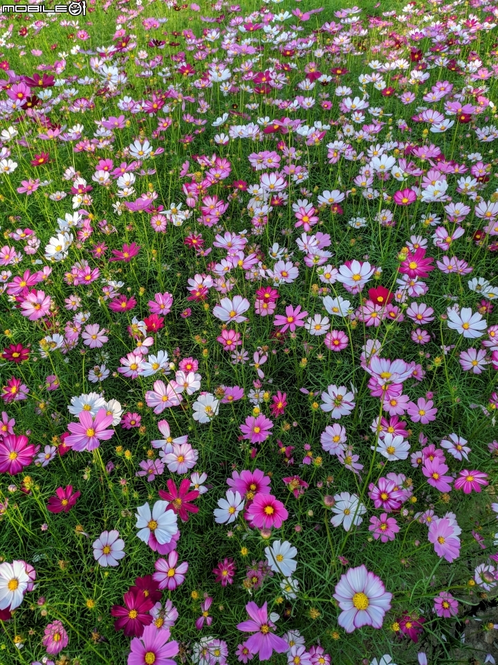 杉林花海 高雄市杉林區縣道181 01/18